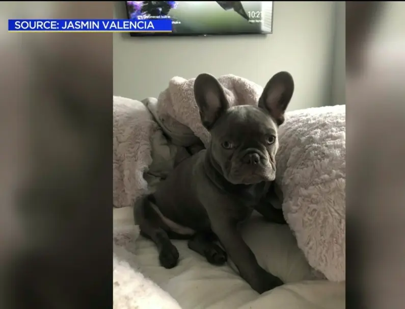 Family Offers $12K Reward After Their French Bulldog Puppy Was Stolen At Gunpoint In North Hollywood