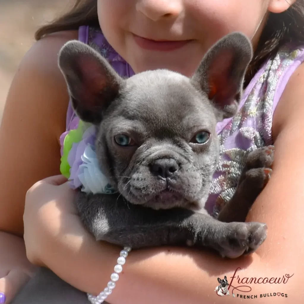 Training at Francoeur Frenchies Kennel