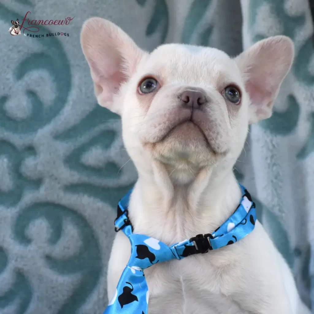 Adorable Ways a French Bulldog Shows You Love & Affection