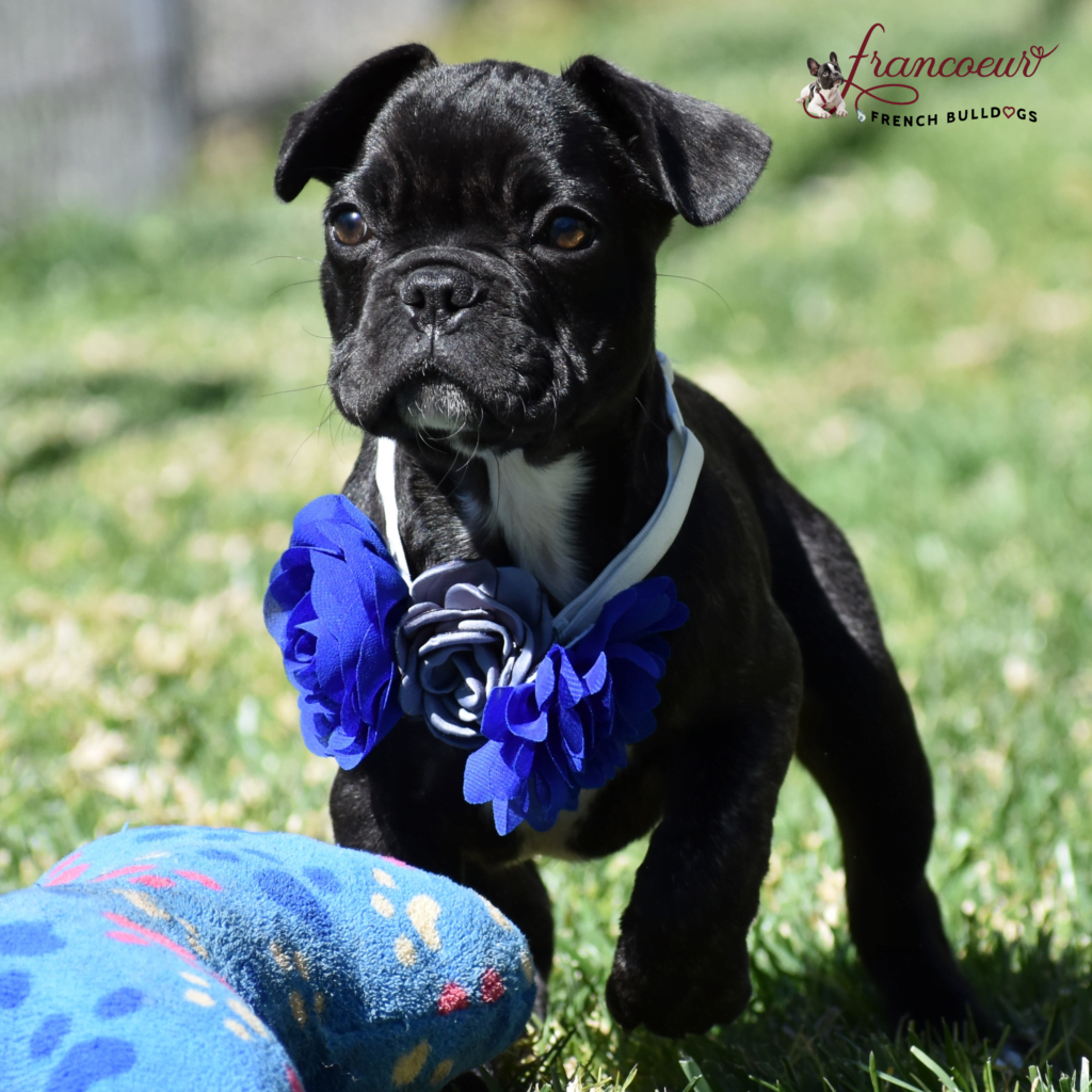 The Benefits of Owning a French Bulldog Puppy: What Makes Them So Special?