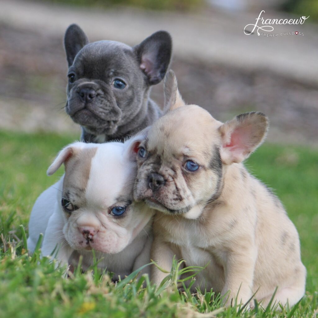 How Much Does A French Bulldog Cost? Price Guide 2023