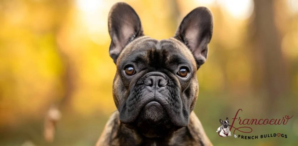 10 Things You Didn’t Know About “Bouledogue” – Which is The French Word for Bulldog