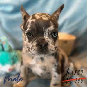 Kaleb