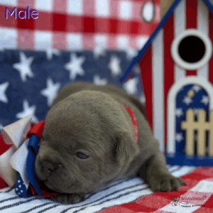 Charlie