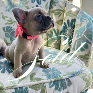 Julia- Sold
