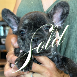 Roxy- Sold