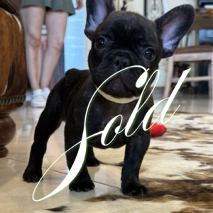 Roy- Sold