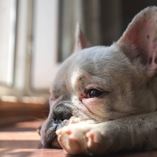 French Bulldog Stud Service Dog French Bulldog Stud Service Dog